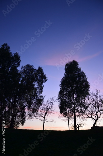 silhouette of tree