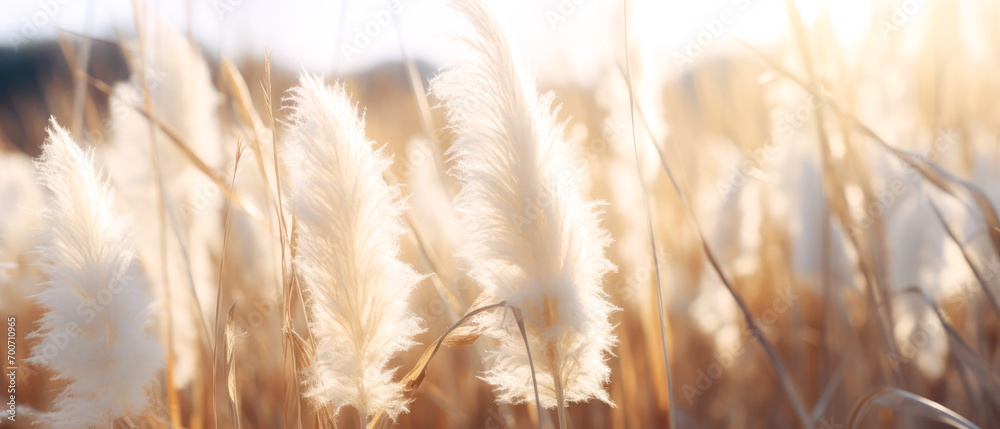Fototapeta premium Landscape with dry reeds, beige cane, pampas grass. Macro Shoot. Nature, herbal background. Boho design. Generative ai 