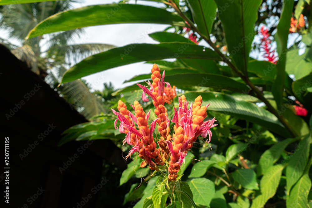 Obraz premium Pretty red wild aphelandra sinclairiana flower in bloom in the jungle. Aphelandra sinclairiana. orange shrimp plant. coral aphelandra. Panama queen. Botanical Garden