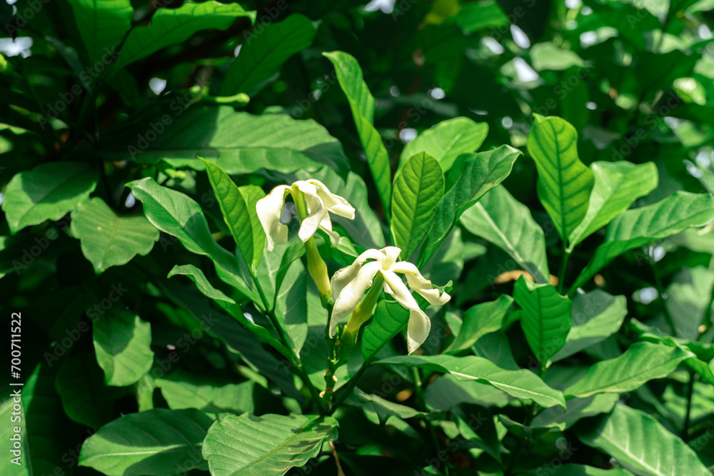 Tabernaemontana pachysiphon Stapf, white flower family Apocynaceae beautiful color blooming with green leaves on tree in the garden. Green background .