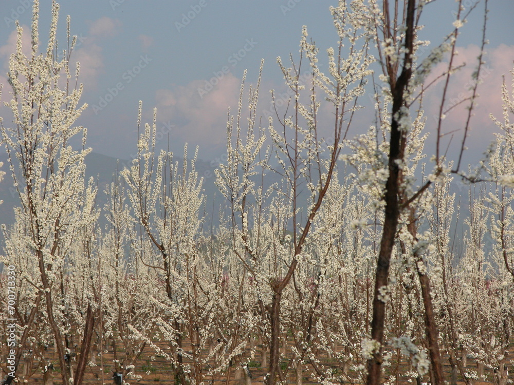 almond tree orchard blossoms in spring almond tree orchard blossoms in spring