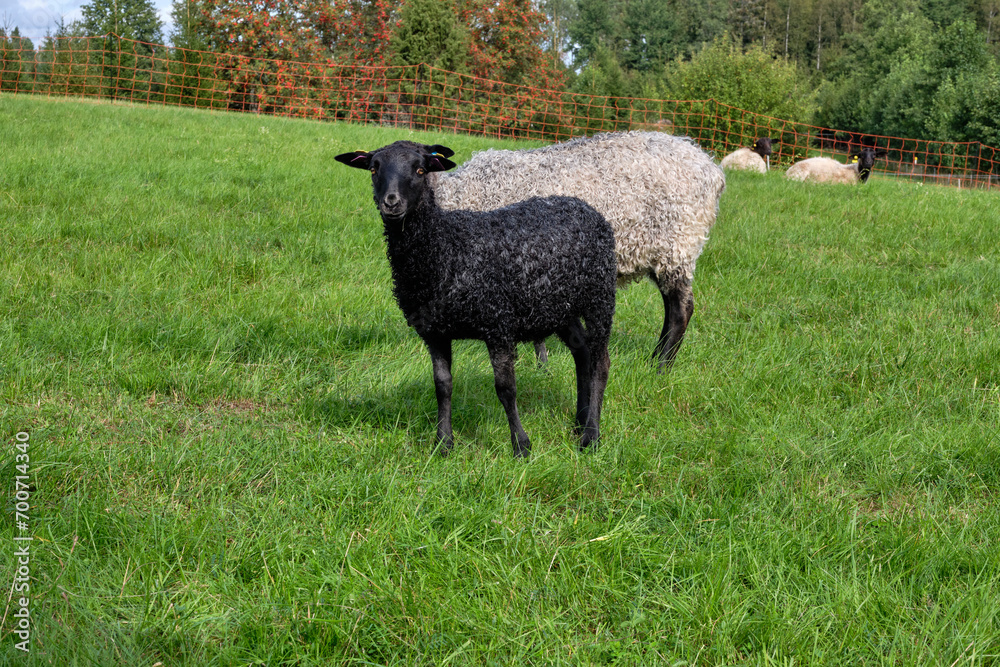 Gotland sheep grazing on a pasture in Skaraborg in Vaestra Goetaland in Sweden Gotland sheep grazing on a pasture in Skaraborg in Vaestra Goetaland in Sweden