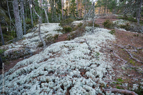 Reindeer lichen in Skaraborg in Vaestra Goetaland in Sweden photo