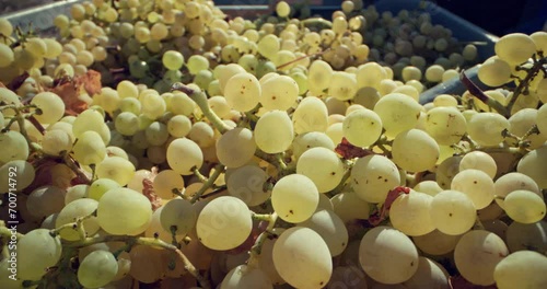 Bountiful Harvest: Up Close with Freshly Picked Grapes in the Heart of the Vineyard. High quality 4k footage photo