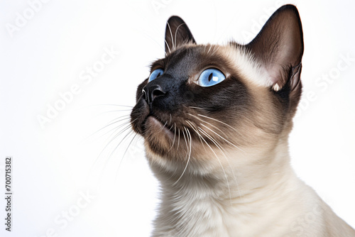 Siamese Cat close-up portrait on a white background.