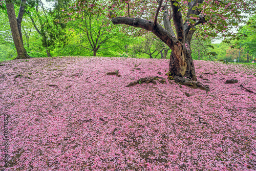 Central Park in spring photo