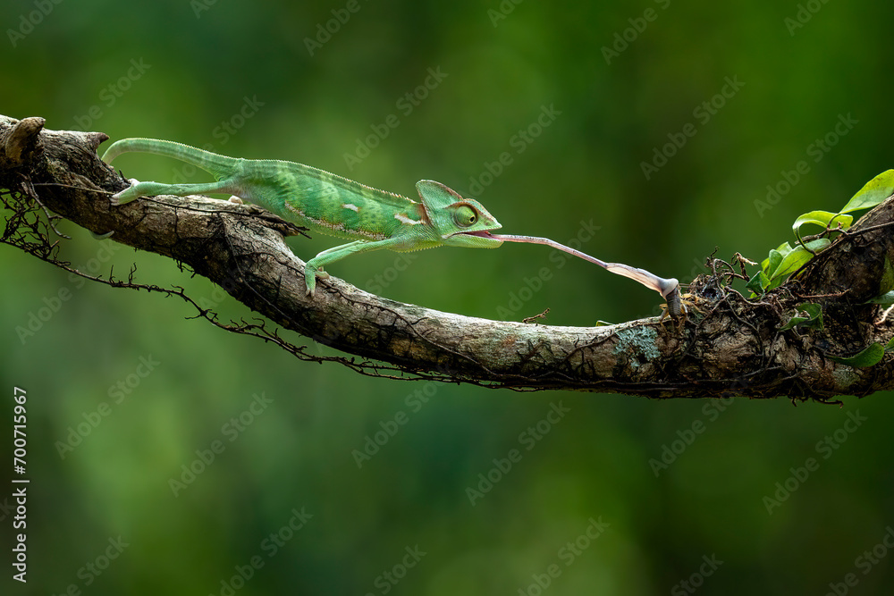 The Veiled Chameleon is catching its prey with its tongue in the rainforest of Java, Indonesia.