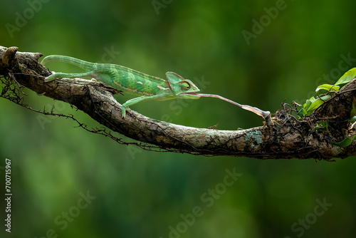 The Veiled Chameleon is catching its prey with its tongue in the rainforest of Java, Indonesia.