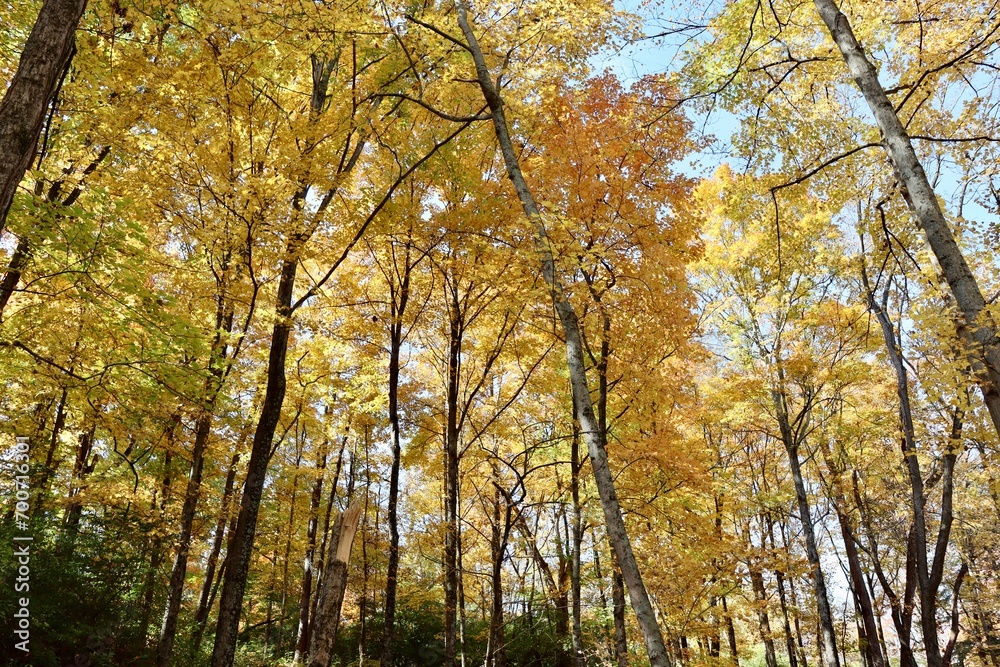 The tall fall trees in the forest.