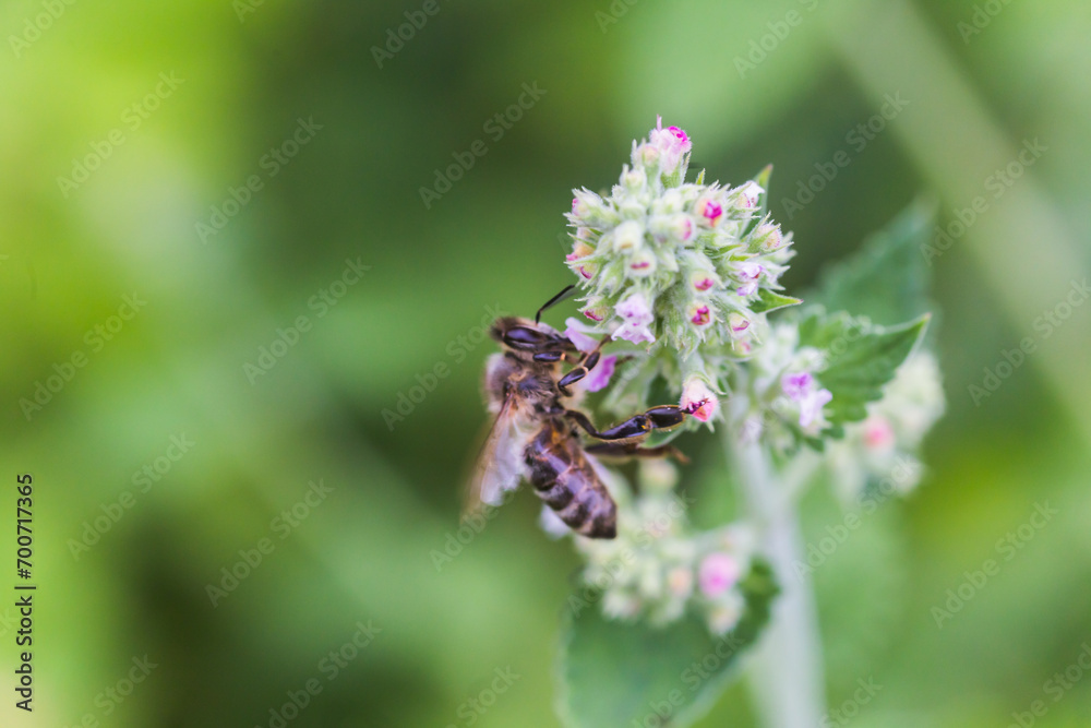 Lamium album, white nettle, white dead-nettle purple flowers. Honeybees collect nectar from the blooming Lamium album. Lamium album, white nettle, white dead-nettle purple flowers. Honeybees collect nectar from the blooming Lamium album.