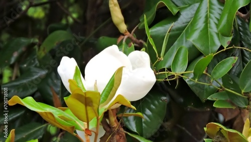 white magnolia flower