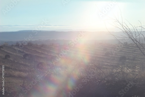 sunrise over the field