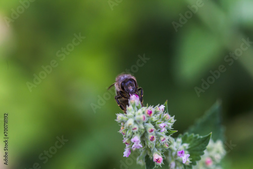 Lamium album, white nettle, white dead-nettle purple flowers. Honeybees collect nectar from the blooming Lamium album.