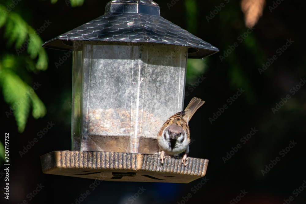 Naklejka premium Mazurek przy karmniku. 