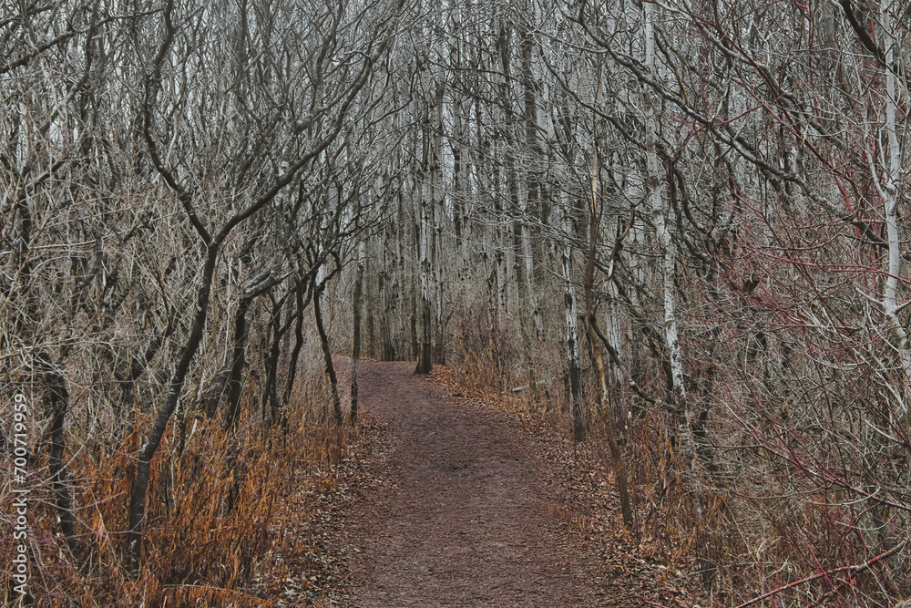 Winter landscape of a hiking trail passing through a forest of bare trees, including birch trees, at Lion's Den Gorge, near Grafton, Wisconsin. Winter landscape of a hiking trail passing through a forest of bare trees, including birch trees, at Lion's Den Gorge, near Grafton, Wisconsin.