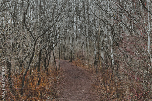 Winter landscape of a hiking trail passing through a forest of bare trees  including birch trees  at Lion s Den Gorge  near Grafton  Wisconsin.