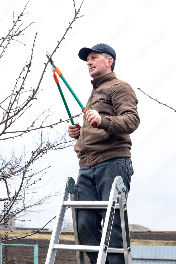 A gardener cuts a branch of a tree with big scissors while standing on a ladder in early spring A gardener cuts a branch of a tree with big scissors while standing on a ladder in early spring