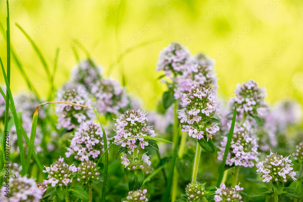 Obraz premium Thyme blooms in the spring. Thyme is a medicinal and honey-bearing plant