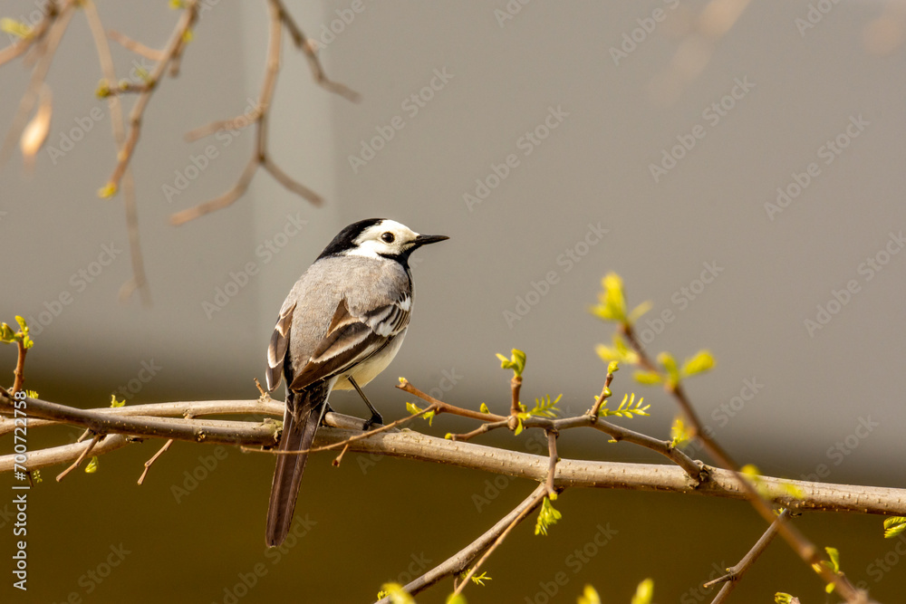 Close-up of young white wagtail (Motacilla alba) - small passerine white, gray and black bird Close-up of young white wagtail (Motacilla alba) - small passerine white, gray and black bird