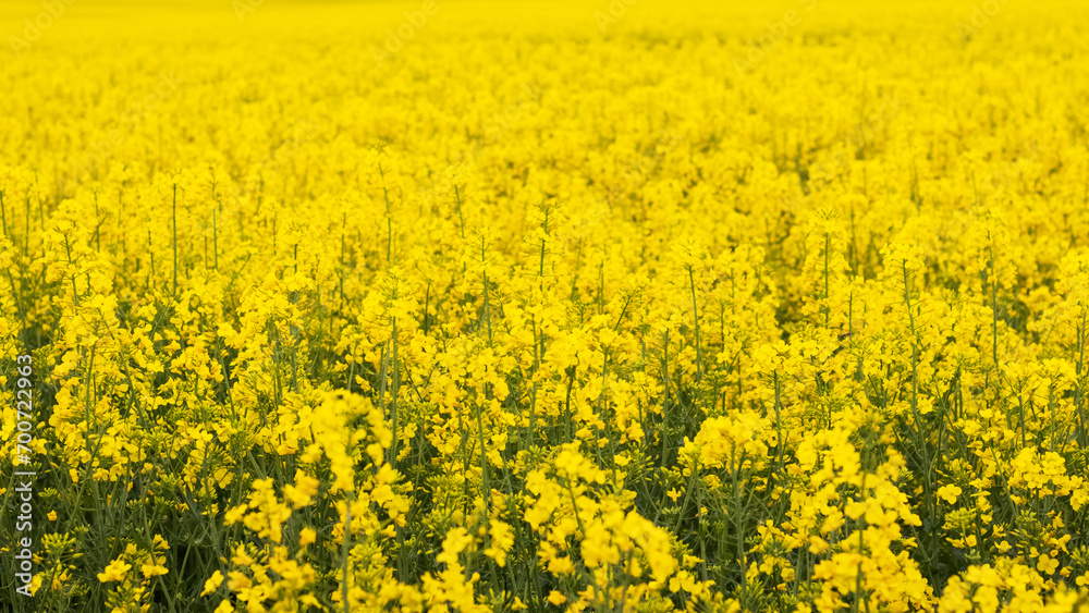 Field with yellow rapeseed flowers, spring background Field with yellow rapeseed flowers, spring background
