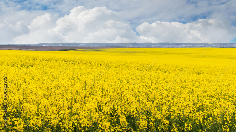 Rapeseed flowers, yellow rapeseed flowers in field with blue sky and white curly clouds