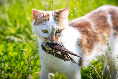 Photography A domestic cat catches a swallow and holds the prey in its mouth