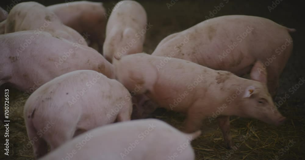 Swine Pigs Husbandry Modern Pig Farm Livestock Farm Pork Production Swine Pigs Husbandry Modern Pig Farm Livestock Farm Pork Production