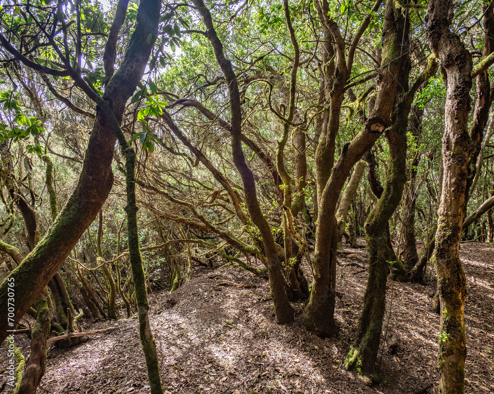 Laurel forest in Anaga Rural Park  on Tenerife