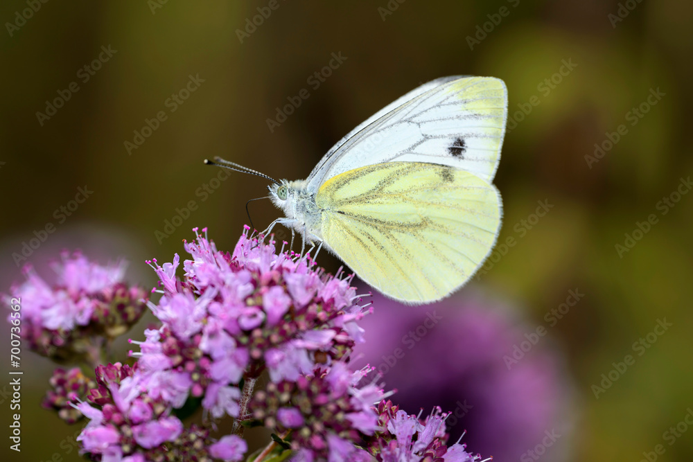 Green-veined white Butterfly - Pieris napi - resting on Origanum vulgare Green-veined white Butterfly - Pieris napi - resting on Origanum vulgare