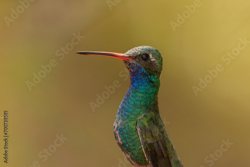 Portrait of a Broadbilled Hummingbird taken on an overcast day with a soft out of focus yellow green color from autumn foliage in the background.  photo