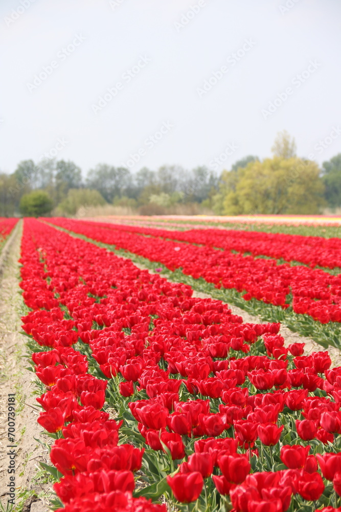 Landschaft in Holland mit Tulpenfeld und roten Tulpen
