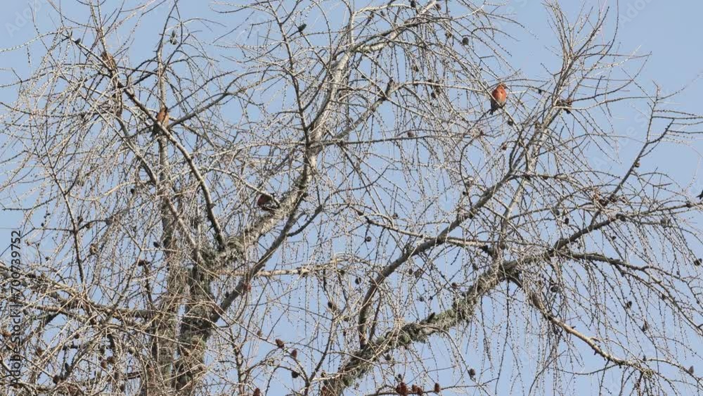 A small flock of Common crossbills (loxia curvirostra) perch in the top of a tree before flying off together. Against a blue-grey sky in the dolomite mountain region of Italy. A small flock of Common crossbills (loxia curvirostra) perch in the top of a tree before flying off together. Against a blue-grey sky in the dolomite mountain region of Italy.