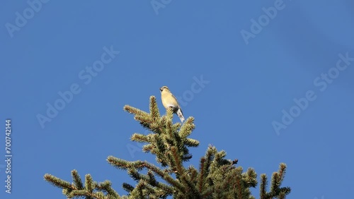 A yellow, female Common crossbill (loxia curvirostra) perches high in the top of a wind blown conifer tree in the dolomite mountain region of Italy. Against a blue sky.