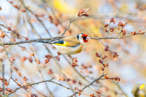 European goldfinch feeding on a branch