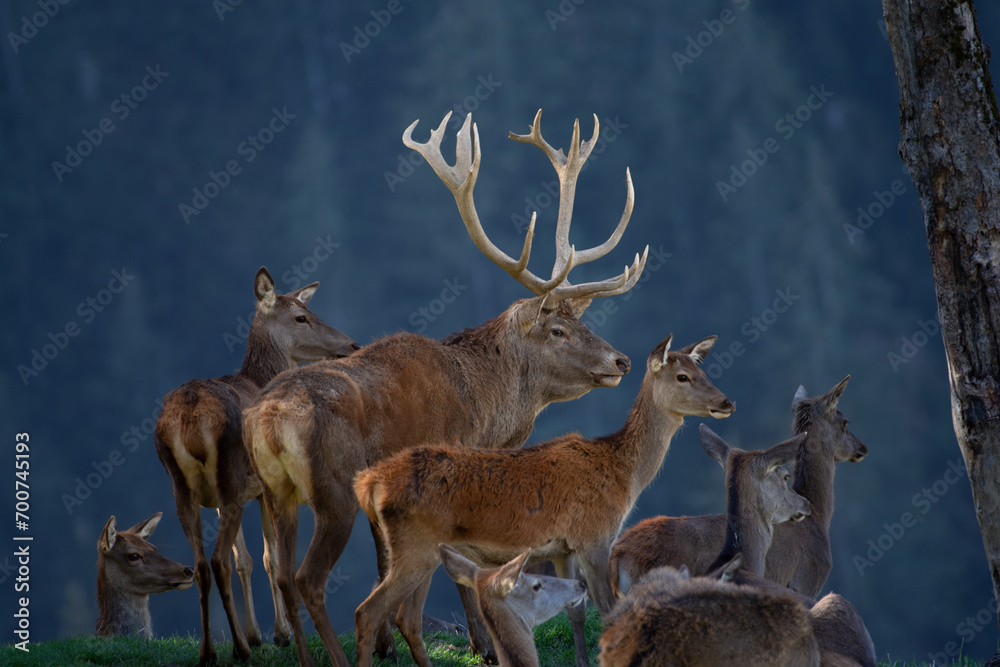 Fototapeta premium Brunfthirsch mit kahlwild Rudel (Hirschkuh)