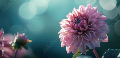 a pink flower on a blue background © olegganko
