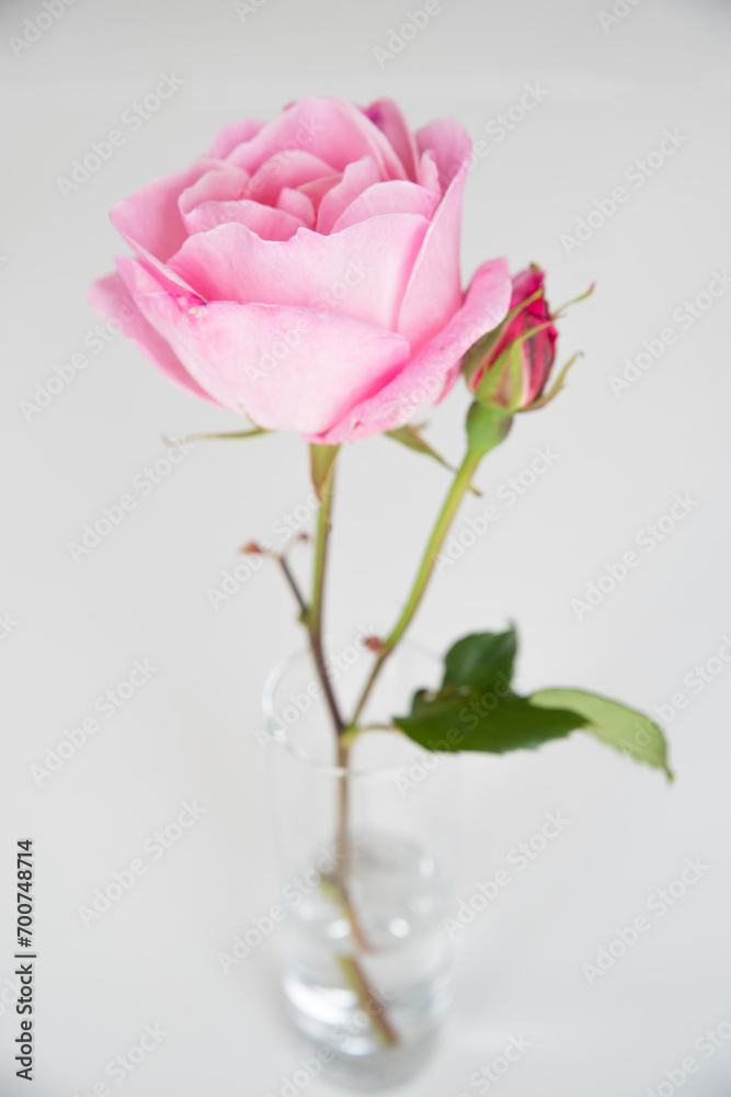 Une rose dans un vase