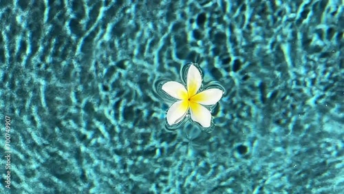 Top view of frangipani flower floating in the swimming pool. Clear blue water surface. Turquoise water ripples refracting on sun. Tropical flower and transparent water. Seamless background, 4k footage photo