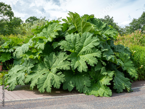 Chilean rhubarb, Gunnera tinctoria, growing in a garden