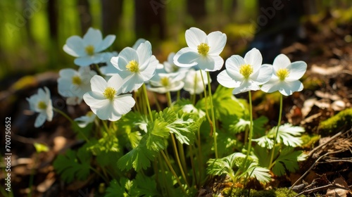 Beautiful white flowers of anemones in spring on background forest in sunlight in nature