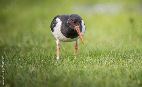 Oystercatcher, Haematopus Ostralegus, close up on the grass inwinter in the uk photo