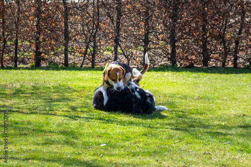 two dogs playing on a meadow (Bealge and Australian Shepherd)