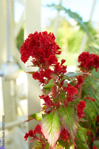 Red flowers of Crested Cock's-comb in the garden. Summer and spring time