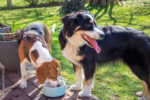 two dogs (Beagle and Australian Shepherd) drinking in the heat