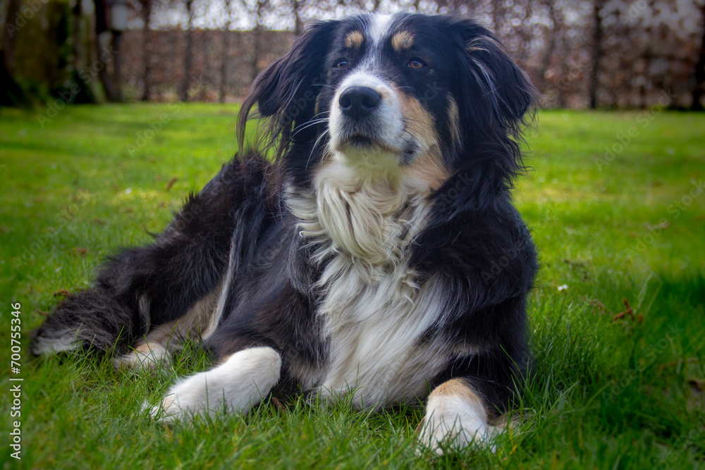 Dog (Australian Shepherd) is lying on the meadow Dog (Australian Shepherd) is lying on the meadow