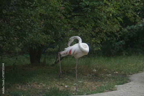 flamingo in the zoo photo