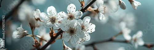 Obraz na płótnie cherry blossoms are on the branch