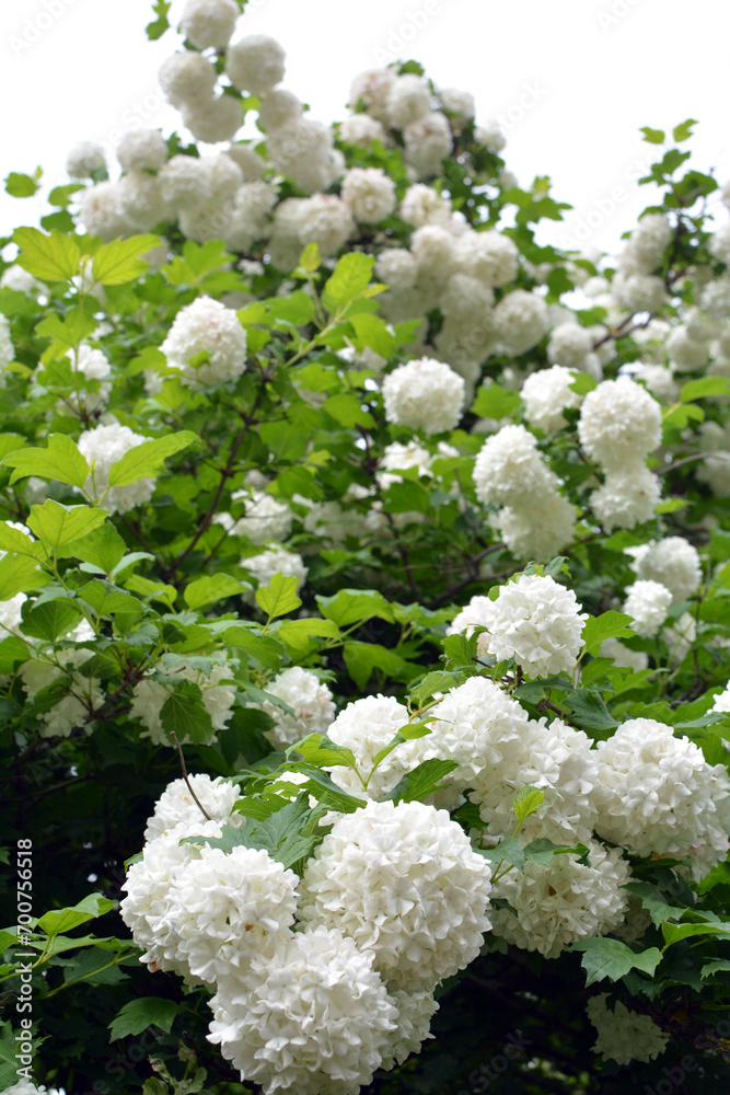 The flowers of the ornamental bush viburnum opulus var. Sterile bloom in nature The flowers of the ornamental bush viburnum opulus var. Sterile bloom in nature
