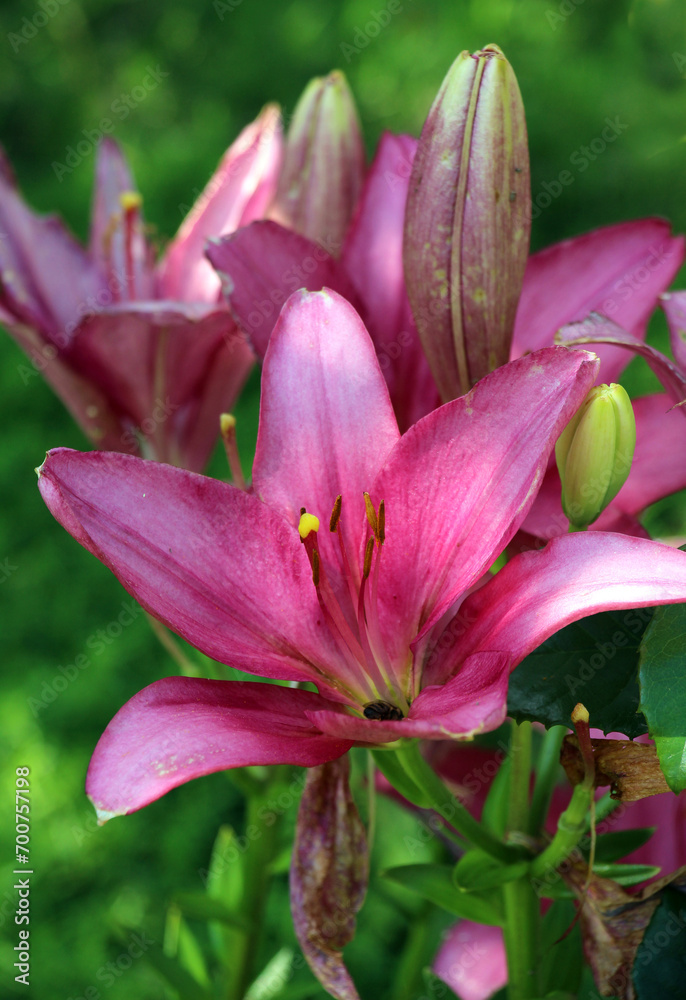 Lilies are blooming in the garden