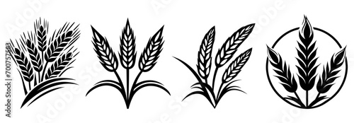 Organic wheat set, bread agriculture and natural eat, harvest symbol, vector illustration.